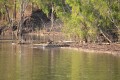 Crocodile on the banks of the Mary River, Mary River National Park