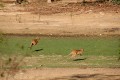 Kangaroos in Mary River National Park