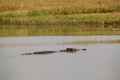 Crocodile in Corroboree Billabong