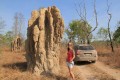 Huge termite mount in Mary River National Park