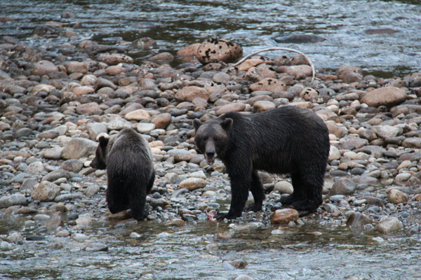 Great Bear Experience, Canada