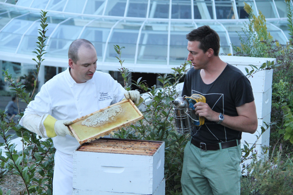 Honeybees in Granville Island, Vancouver