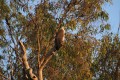 Bird in Kakadu National Park
