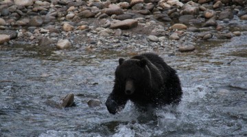 Great Bear Experience in Canada