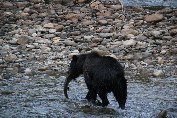 Great Bear Experience in Canada
