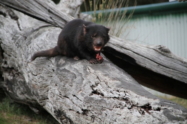 Tasmania devil in Bicheno, Tasmania