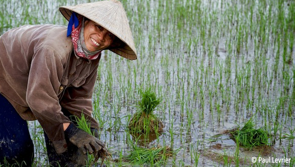 Two women planting rice seedlings in a flooded rice field near Hoi An, Vietnam