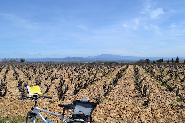 Cycling in Provence - French vineyards