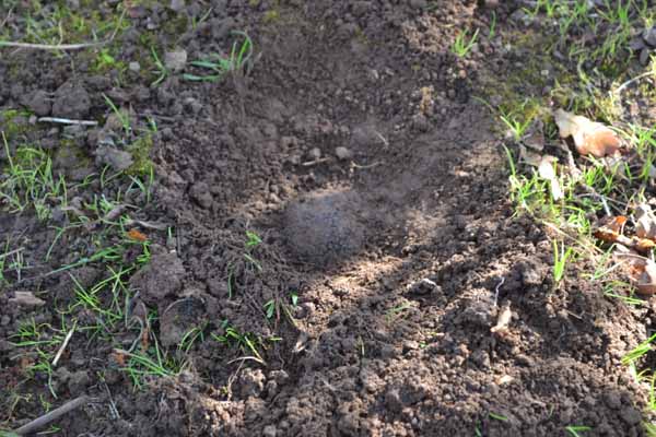 Truffle hunting