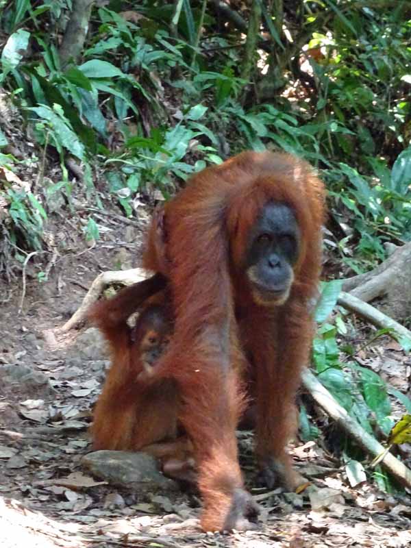 walking with orangutans