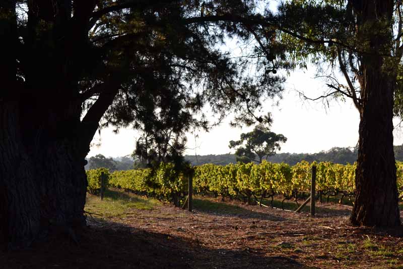 Mornington Peninsula wineries